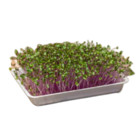 Lila karalábémag 50 g – mikrozöldségnek és csíráztatásra